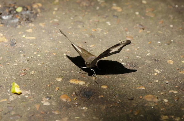 Mariposa Buscando Néctar Sobre Fondo Verde Para Diseño Decorativo Del —  Fotos de Stock