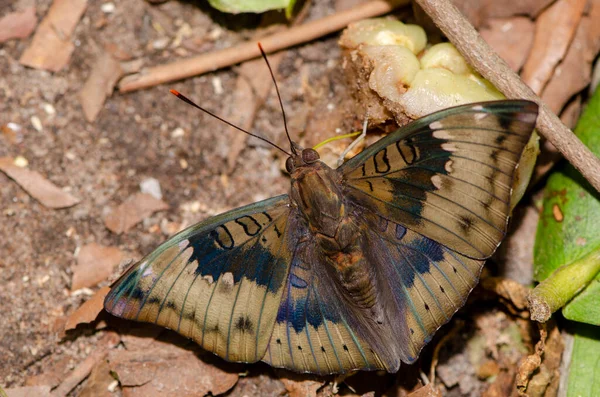 Gros Plan Flaque Eau Papillon Sur Sol Dans Nature Pour — Photo