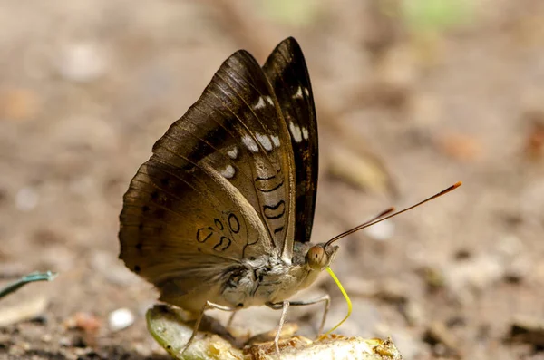 Menutup Kupu Kupu Makan Buah Apel Mawar Yang Jatuh Tanah — Stok Foto