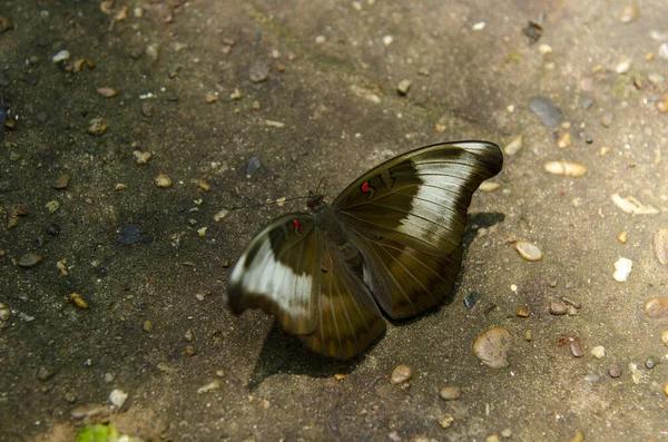 Mariposa Buscando Néctar Sobre Fondo Verde Para Diseño Decorativo Del — Foto de Stock