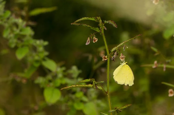 Kwiat Motyla Zdjęcia Piękny Motyl Białych Kwiatach Zdjęcie Zawiera Piękny — Zdjęcie stockowe