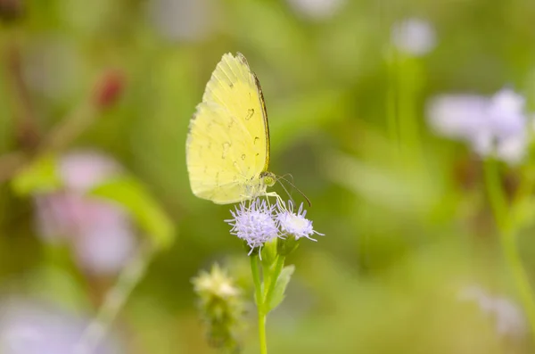 Piękny Motyl Białych Kwiatach Zdjęcie Zawiera Piękny Motyl Skrzydłami Siedzi — Zdjęcie stockowe