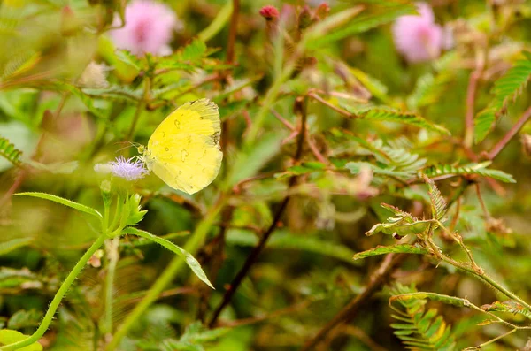 Kwiat Motyla Zdjęcia Piękny Motyl Białych Kwiatach Zdjęcie Zawiera Piękny — Zdjęcie stockowe