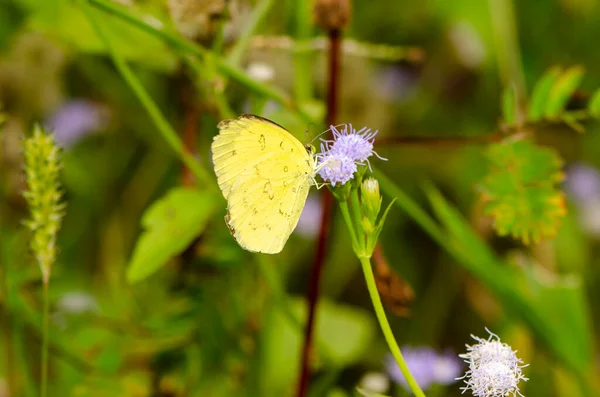 Kwiat Motyla Zdjęcia Piękny Motyl Białych Kwiatach Tapety Dekoracyjne Design — Zdjęcie stockowe