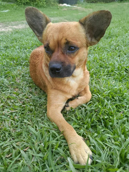 Perro Chihuahua Marrón Feliz Sentado Hierba Para Diseño Decorativo Fondo —  Fotos de Stock