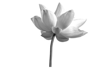 Lotus çiçek siyah ve beyaz renk beyaz arka planda izole. Kırpma yolu ile dosya içerir.