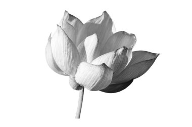 Beyaz arka planda siyah beyaz nilüfer çiçeği. Dosya kırpma yolu içeriyor.