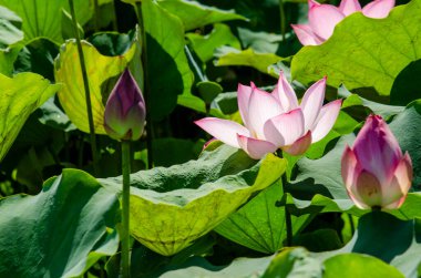 Duvar kağıdı dekoratif tasarımı için arka plan olarak yeşil yapraklarla çiçek açan güzel pembe nilüfer çiçeği..