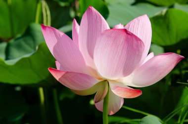 Gün doğumunda gölette nilüfer çiçeğinin yakın çekim. Binlerce yıldır, lotus çiçeği kutsal bir sembol olarak takdir edilmiştir.