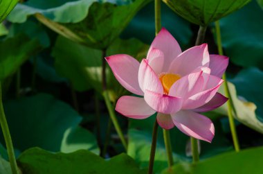 Gün doğumunda gölette nilüfer çiçeğinin yakın çekim. Binlerce yıldır, lotus çiçeği kutsal bir sembol olarak takdir edilmiştir.