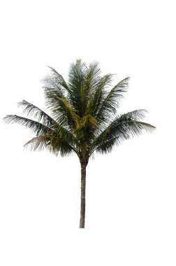 Beyaz zemin üzerinde hindistan cevizi ağacı, kırpma yolu ile tasarım için izole tropikal ağaçlar.