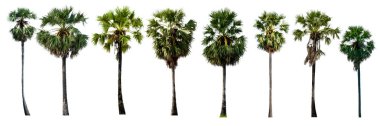 Kesme yolu ile beyaz arka planda izole şeker palmiye koleksiyonları. (Toddy Palm, Asya Palmiyesi).