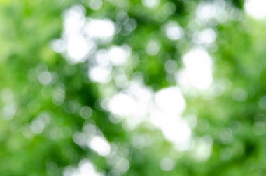 Duvar kağıdı dekoratif tasarımı için yeşil bokeh doğa soyut arkaplan.