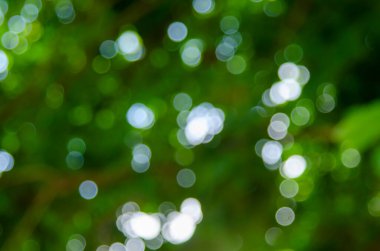 Duvar kağıdı dekoratif tasarımı için yeşil bokeh doğa soyut arkaplan.