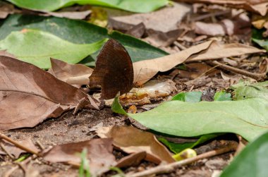 Kelebekler, duvar kağıdı dekoratif tasarımı için ormandaki meyvelerden nektar yiyorlar..