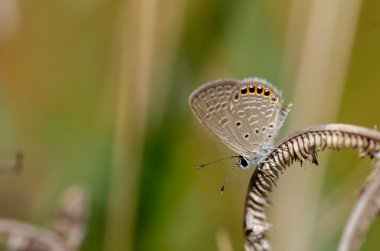 Doğadaki bir çayırda kelebek yaz aylarında güneş ışınlarında bir makronun yakın planında. Yumuşak odaklı, renkli, sanatsal bir resim.