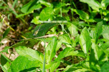 Ejderha sineği, duvar kağıdı dekoratif tasarımı için doğanın yeşil arka planının bir başka güzel yaratımıdır..