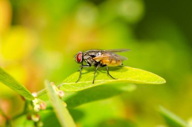 duvar kağıdı dekoratif tasarımı için yeşil yaprak arka plan makro ön görünümü üzerinde ev sineği.