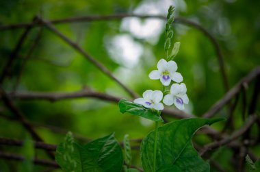 Yeşil arkaplan küçük çim çiçekler doğanın güzel tonlama tasarımı ilkbahar doğası güneş bitkileri duvar kağıdı dekoratif tasarımı için.