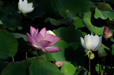 Gün doğumunda gölette nilüfer çiçeğinin yakın çekimi. Binlerce yıldır, nilüfer çiçeği kutsaldır..