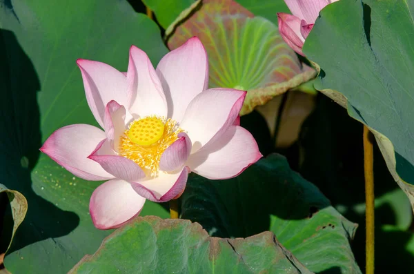 Рожева Квітка Лотоса Цвіте Літньому Ставку Зеленим Листям Фон Декоративного — стокове фото