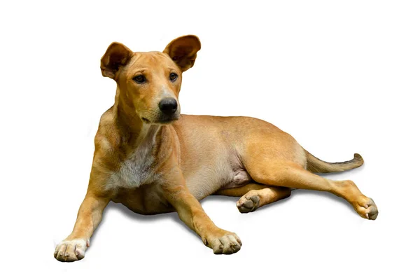 Cão Isolado Fundo Branco Com Caminho Recorte — Fotografia de Stock