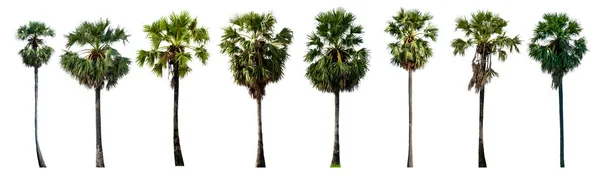 糖棕榈采集分离在白色背景与剪切路径 多毛棕榈 亚洲棕榈 — 图库照片