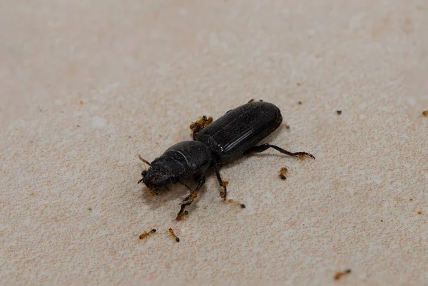 Las Hormigas Ayudan Mantener Cadáver Insecto Muerto Suelo Para Diseño —  Fotos de Stock