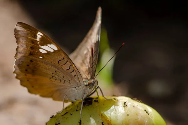 Mariposa Bebiendo Jugo Fruta Jardín Para Diseño Decorativo Del Papel — Foto de Stock