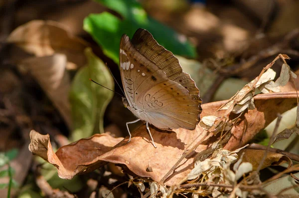 Zblízka Hnědý Motýl Hnědém Listu Zahradě Pro Tapety Dekorativní Design — Stock fotografie