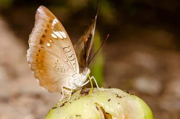 Motýl Růžové Jablečné Ovoce Spadlo Zem Thajsku Pro Dekorativní Tapety — Stock fotografie