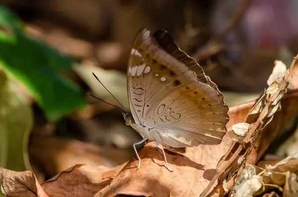 Zblízka Hnědý Motýl Hnědém Listu Lese Pro Tapety Dekorativní Design — Stock fotografie