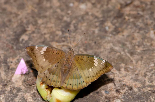 Cierre Mariposa Bebiendo Jugo Fruta Jardín Para Diseño Decorativo Del — Foto de Stock