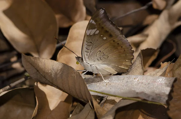 Gros Plan Papillon Brun Sur Feuille Brune Dans Forêt Pour — Photo