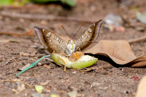 Schmetterlinge Fressen Nektar Aus Früchten Wald Zur Tapetendekoration — Stockfoto