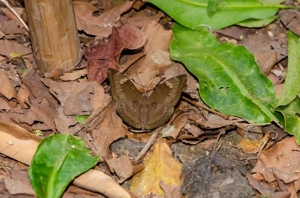 Nahaufnahme Brauner Schmetterling Auf Braunem Blatt Für Tapete Dekoratives Design — Stockfoto