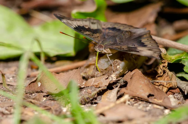 Vlinders Eten Nectar Uit Fruit Het Bos Voor Behang Decoratief — Stockfoto