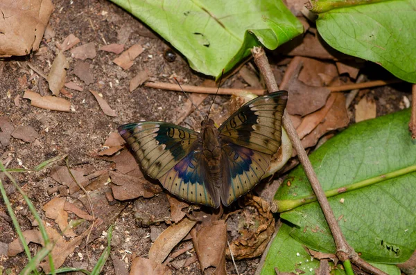 Κοντινό Πεταλούδα Λακκούβα Στο Έδαφος Στη Φύση Για Ταπετσαρία Διακοσμητικό — Φωτογραφία Αρχείου