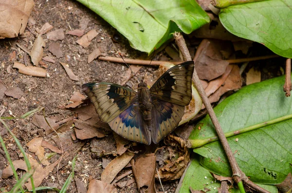 Nahaufnahme Schmetterlingspfütze Auf Dem Boden Der Natur Für Tapete Dekorative — Stockfoto