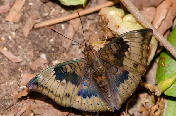 Zblízka Motýl Louže Zemi Přírodě Pro Tapety Dekorativní Design — Stock fotografie
