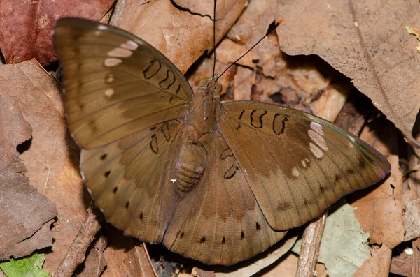 Nahaufnahme Brauner Schmetterling Auf Braunem Blatt Wald Für Dekorative Tapeten — Stockfoto