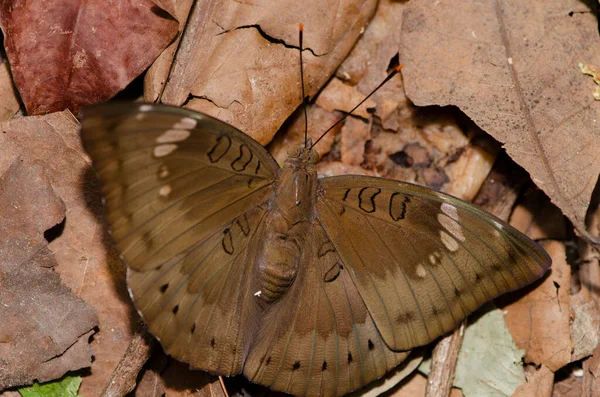 Nahaufnahme Brauner Schmetterling Auf Braunem Blatt Wald Für Dekorative Tapeten — Stockfoto