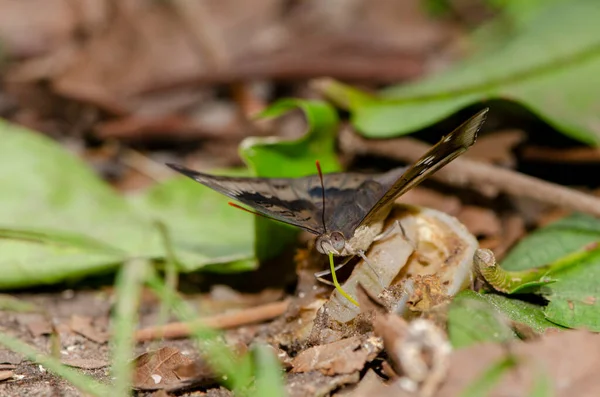 Schmetterlinge Fressen Nektar Aus Früchten Wald Zur Tapetendekoration — Stockfoto