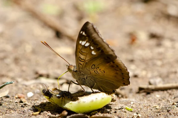 Cierre Mariposa Bebiendo Jugo Fruta Jardín Para Diseño Decorativo Del — Foto de Stock