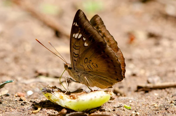 Cierre Mariposa Bebiendo Jugo Fruta Jardín Para Diseño Decorativo Del — Foto de Stock