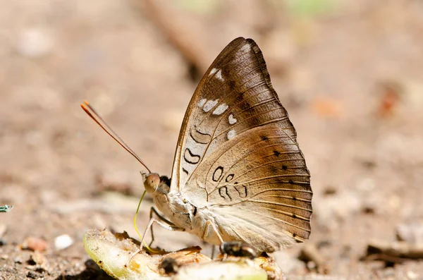 Cierre Mariposa Bebiendo Jugo Fruta Jardín Para Diseño Decorativo Del — Foto de Stock