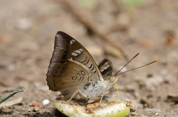 Gros Plan Papillons Manger Rose Pomme Fruits Qui Est Tombé — Photo