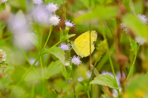 Kwiat Motyla Zdjęcia Piękny Motyl Białych Kwiatach Tapety Dekoracyjne Design — Zdjęcie stockowe