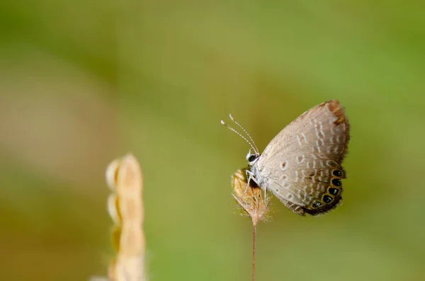 Schmetterling Auf Einer Wiese Der Natur Den Sonnenstrahlen Sommer Der — Stockfoto