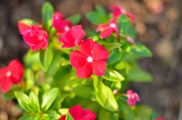 Focus Selettivo Rosso San Valentino Fiori Sfondo Carta Parati Design — Foto Stock